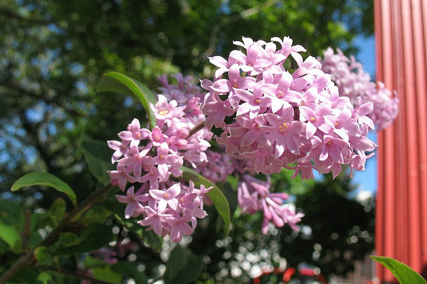 丁香花图片大全，丁香花种类名称及图片