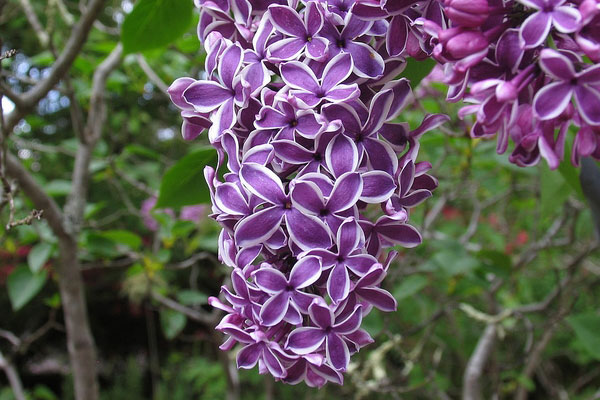 丁香花图片大全，丁香花种类名称及图片