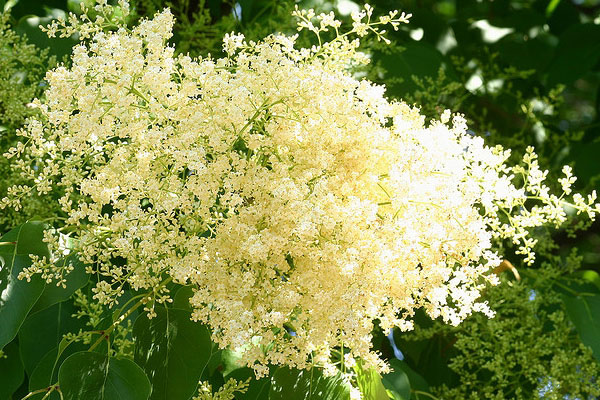 丁香花图片大全，丁香花种类名称及图片