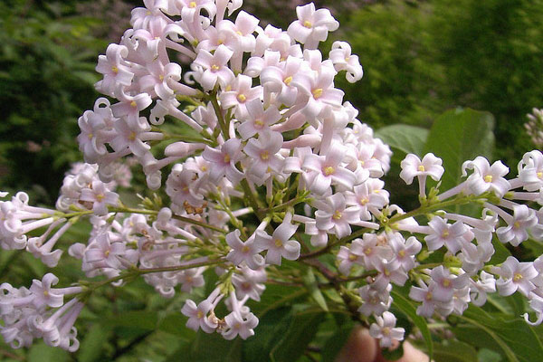 丁香花图片大全，丁香花种类名称及图片