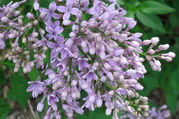 丁香花图片大全，丁香花种类名称及图片