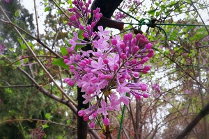 丁香花的越冬方法