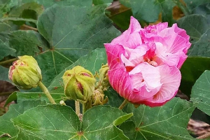 芙蓉花什么时候开花？