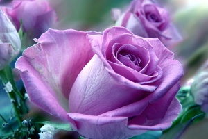 紫玫瑰图片大全，唯美紫色玫瑰花图片欣赏