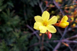 迎春花是什么颜色的花？