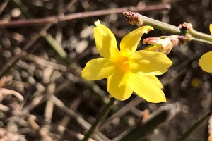 迎春花什么时候开花？