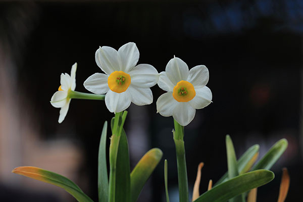 水仙花