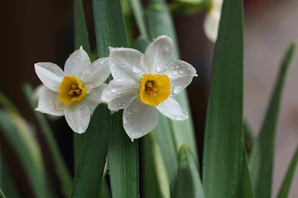 水仙花