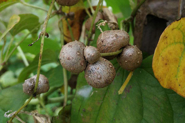 山药豆发芽能吃吗？