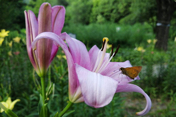 百合花