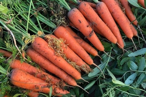 胡萝卜怎么吃最有营养？