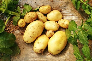 土豆什么时候传入中国？