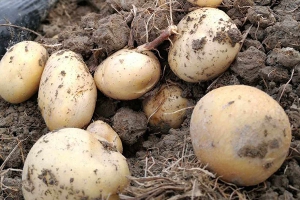 土豆怎样保存不发芽不变绿？