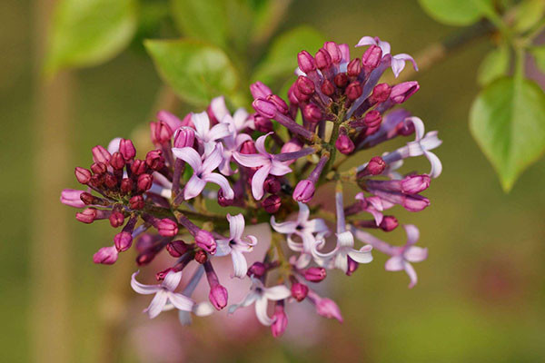 丁香花