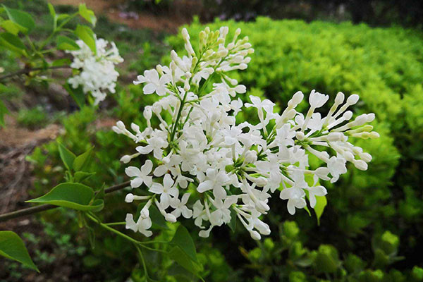 丁香花