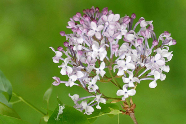 丁香花