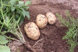 发芽的土豆怎么处理可以吃？