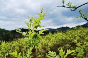 哪里产的莓茶正宗好喝？