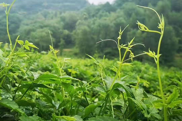 绞股蓝泡水喝的功效和副作用
