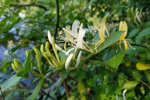 金银花图片大全，唯美金银花图片欣赏