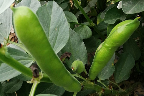 蚕豆怎么做好吃又简单？